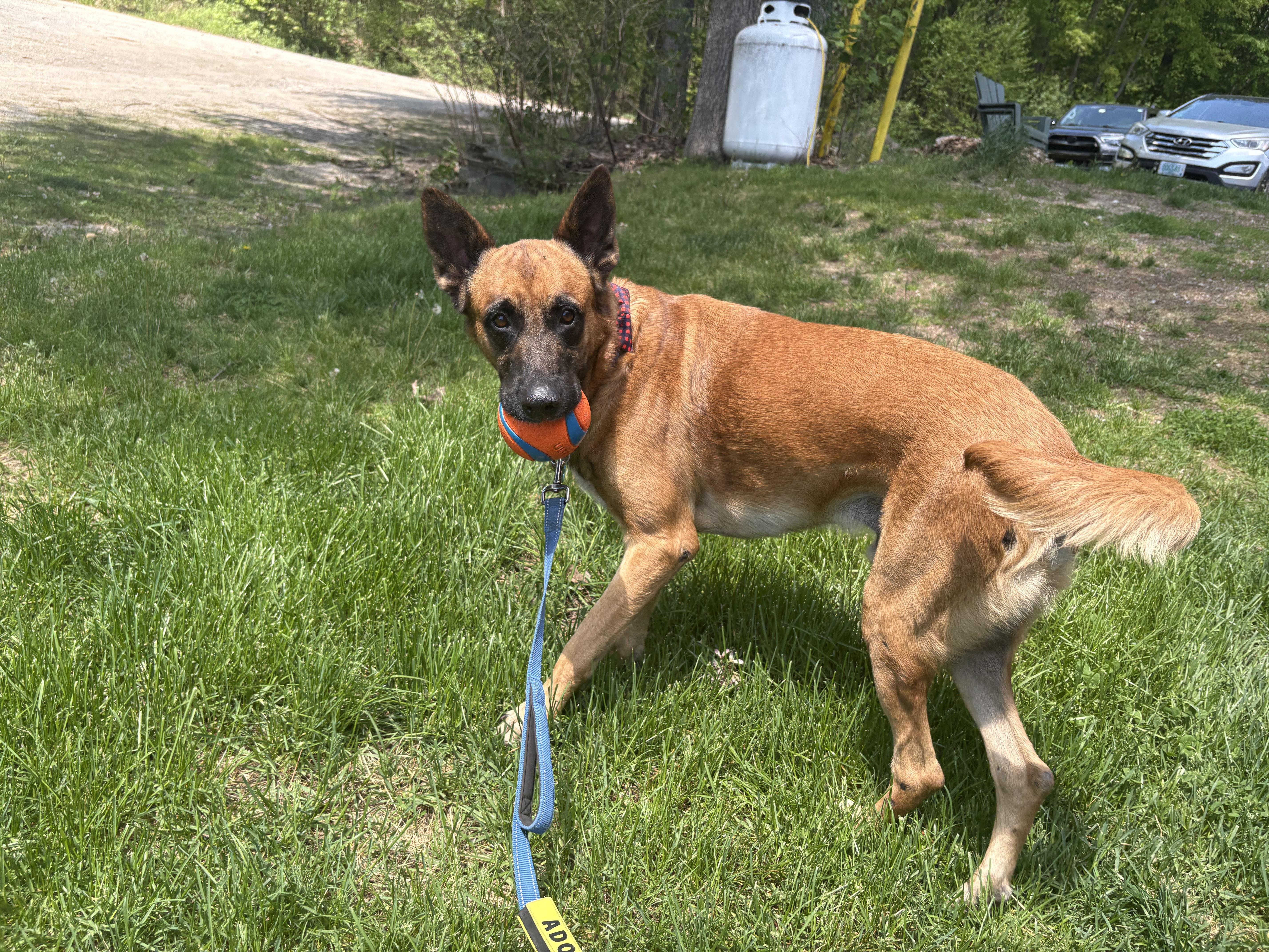 Robbie, a ADOPTABLE mixed breed in Weare, NH image 6/6