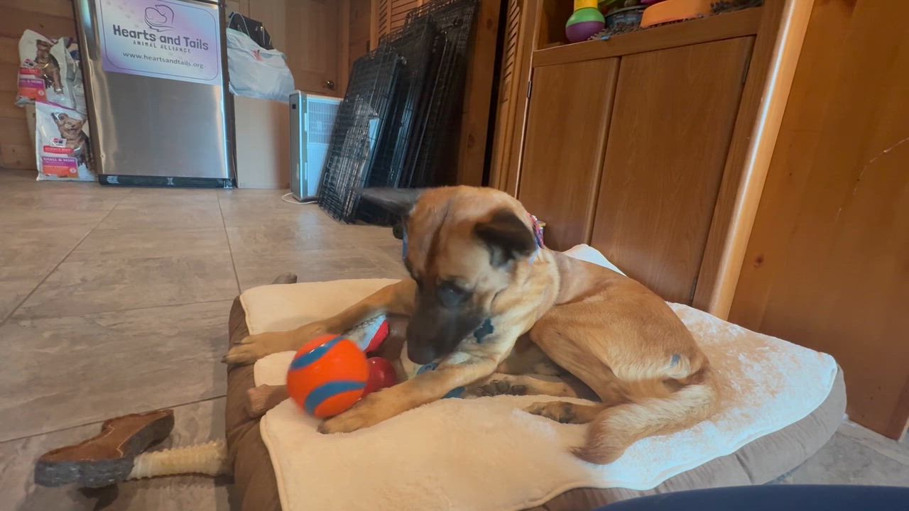 Enlarge Robbie, a ADOPTABLE mixed breed in Weare, NH video 5/6