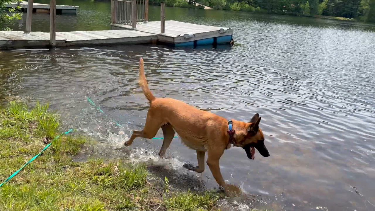 Enlarge Robbie, an adopted mixed breed in Weare, NH video 2/6
