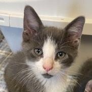 Pollux, an adopted Tuxedo in Southern Pines, NC image 3/3