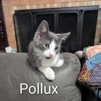 Pollux, an adopted Tuxedo in Southern Pines, NC image 1/3