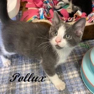 Pollux, an adopted Tuxedo in Southern Pines, NC image 2/3