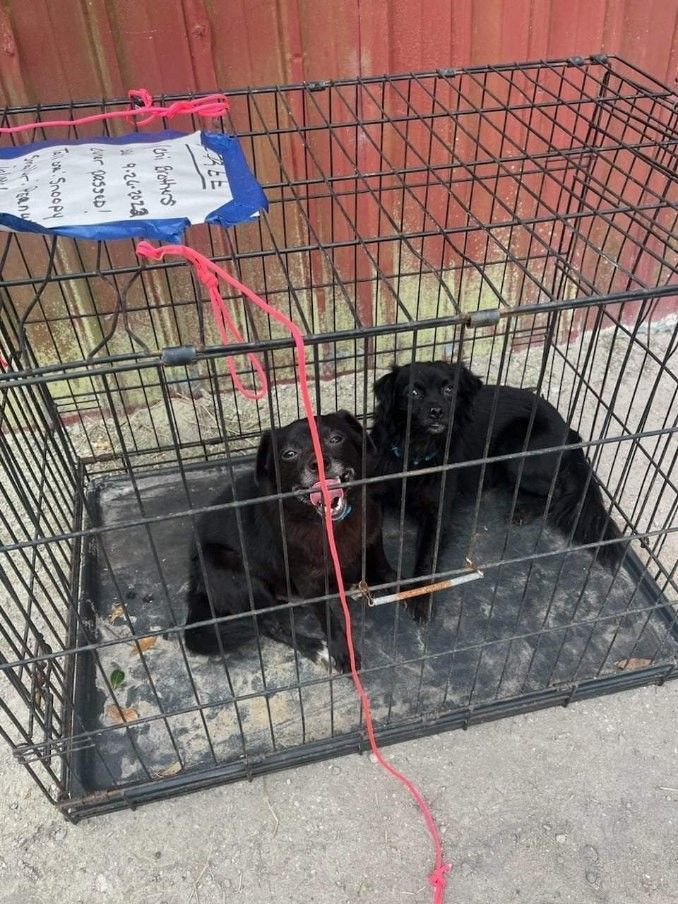 Tommy, a Adopted mixed breed in Sarasota, FL image 1/4