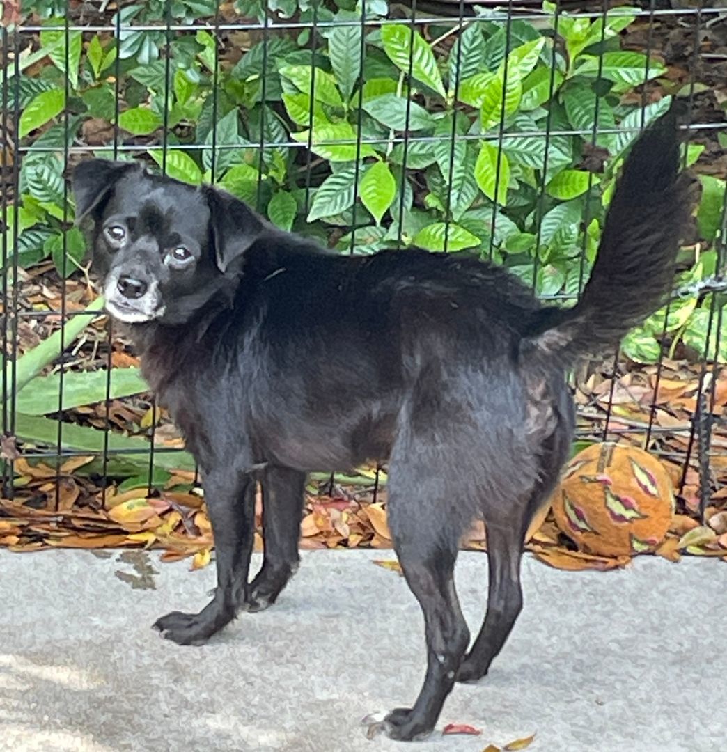 Tommy, a Adopted mixed breed in Sarasota, FL image 2/4