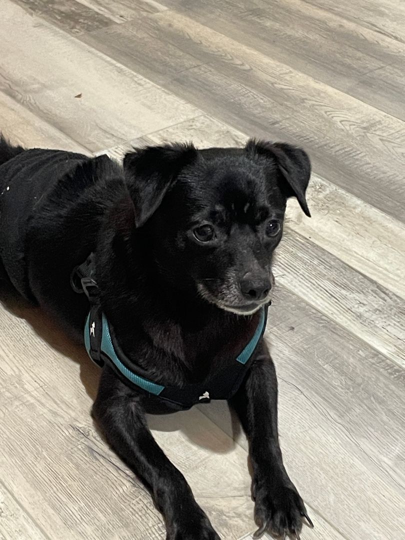 Tommy, a Adopted mixed breed in Sarasota, FL image 3/4