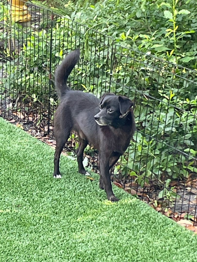 Tommy, a Adopted mixed breed in Sarasota, FL image 4/4