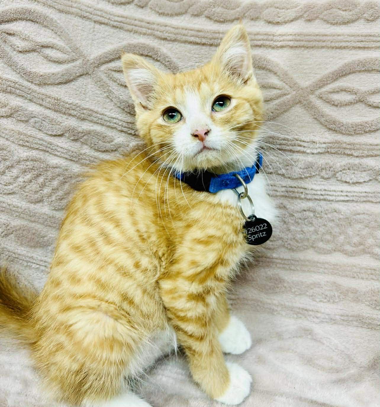 Enlarge Spritz , a ADOPTABLE Domestic Short Hair in Alexandria, MN image 1/2