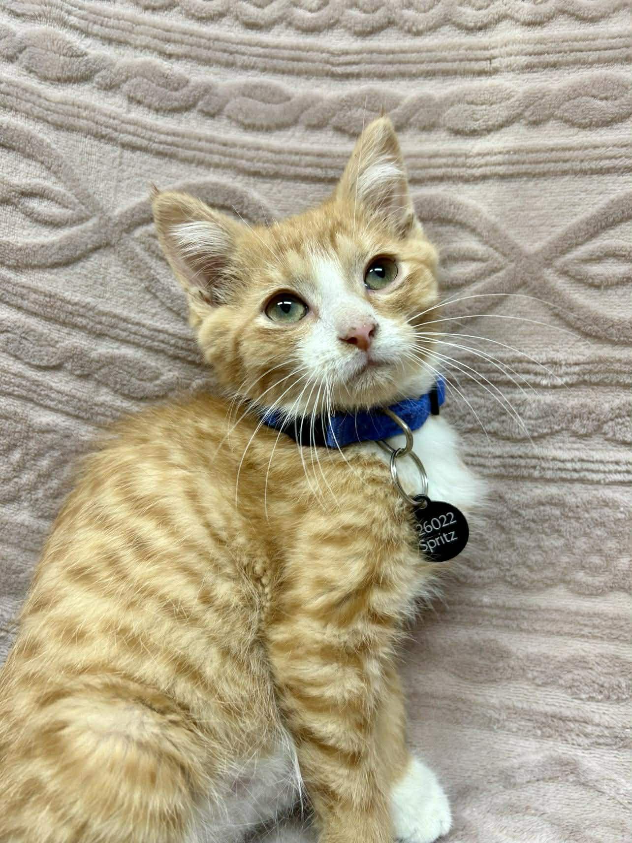 Enlarge Spritz , a ADOPTABLE Domestic Short Hair in Alexandria, MN image 2/2