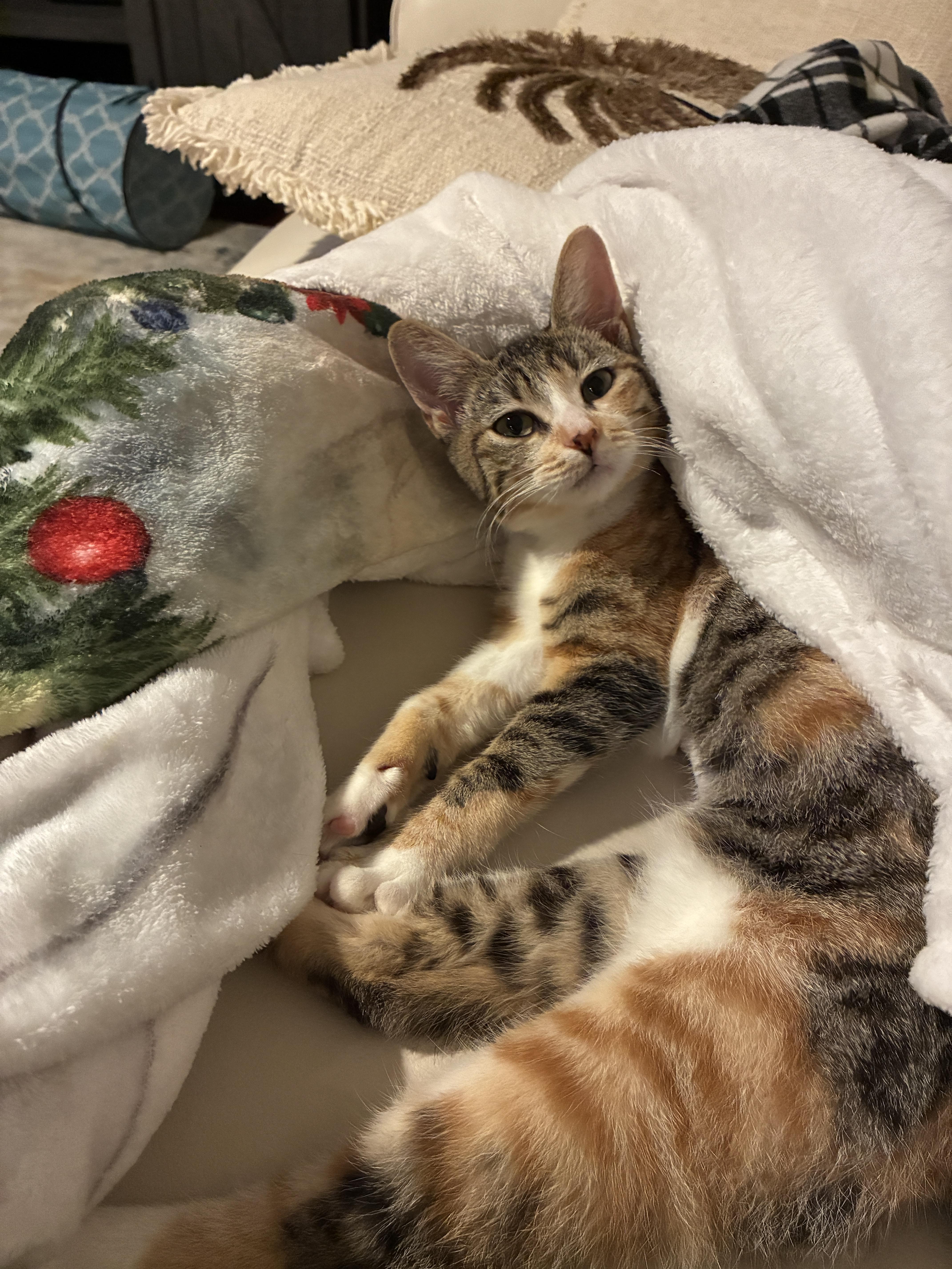 Enlarge Sylvie, a Adopted Domestic Short Hair in Honolulu, HI image 2/4