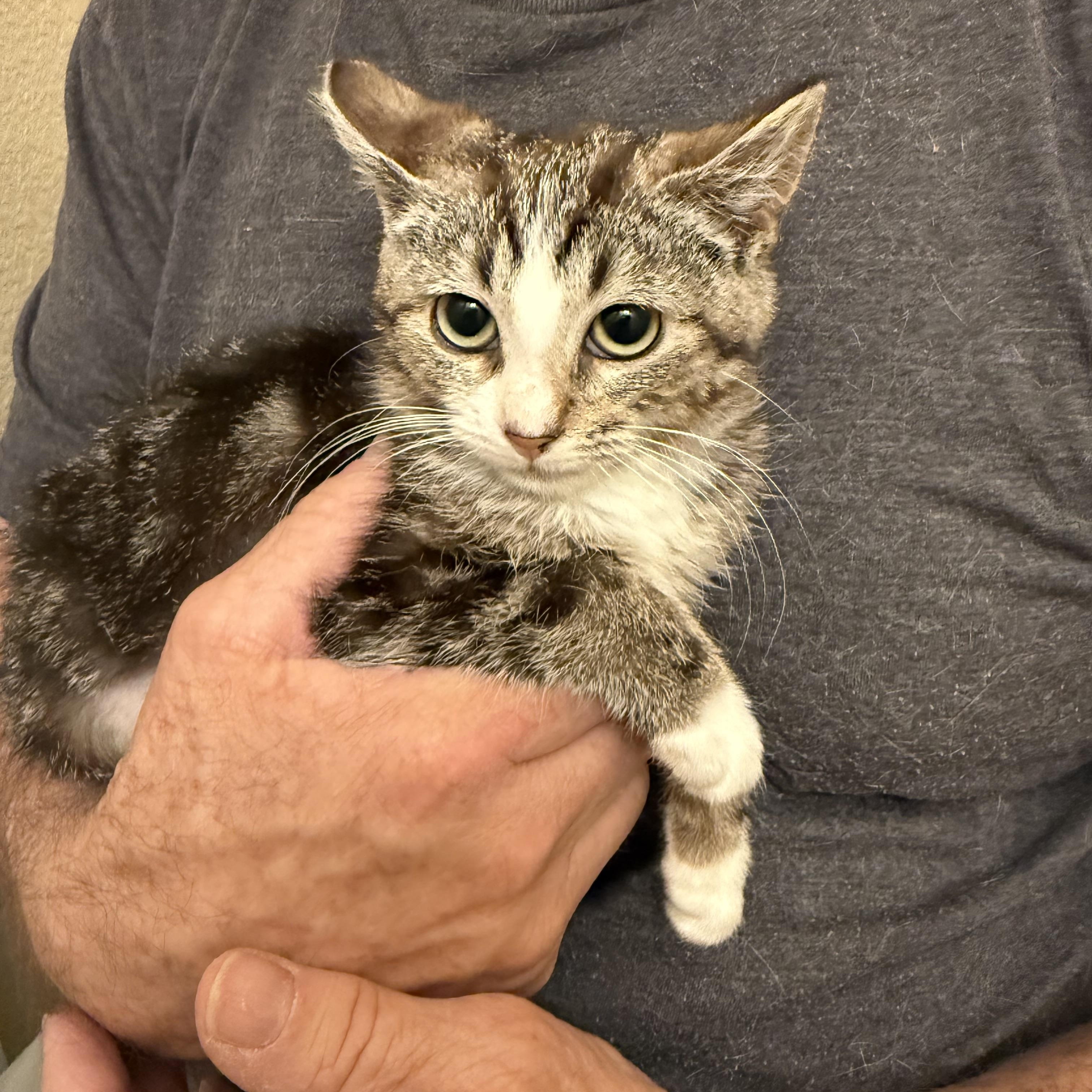 Chaotic Soulmate, ADOPTABLE, Kitten Female Tabby.