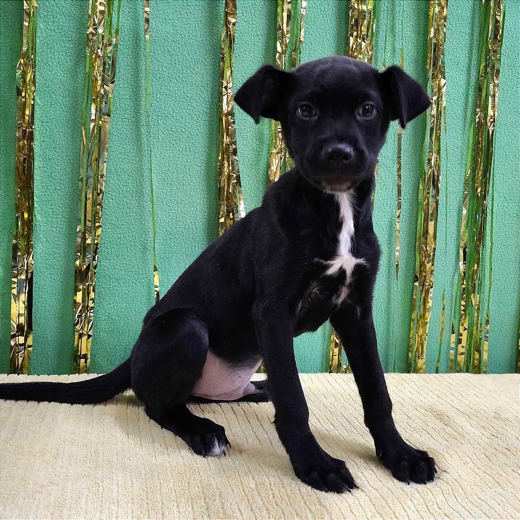 Stormy, Adoptable, Young Male Terrier.