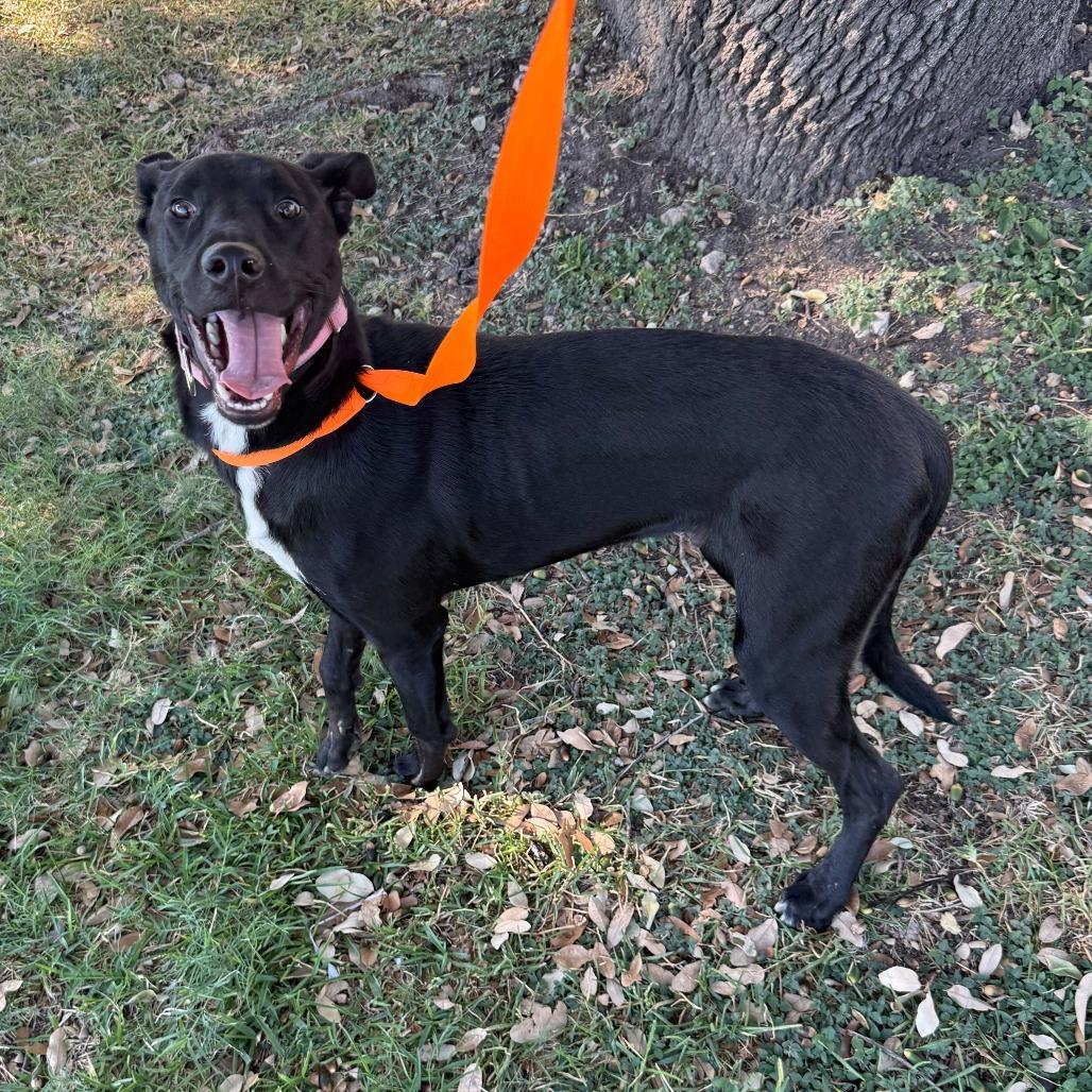Stormy, Adoptable, Young Male Terrier.