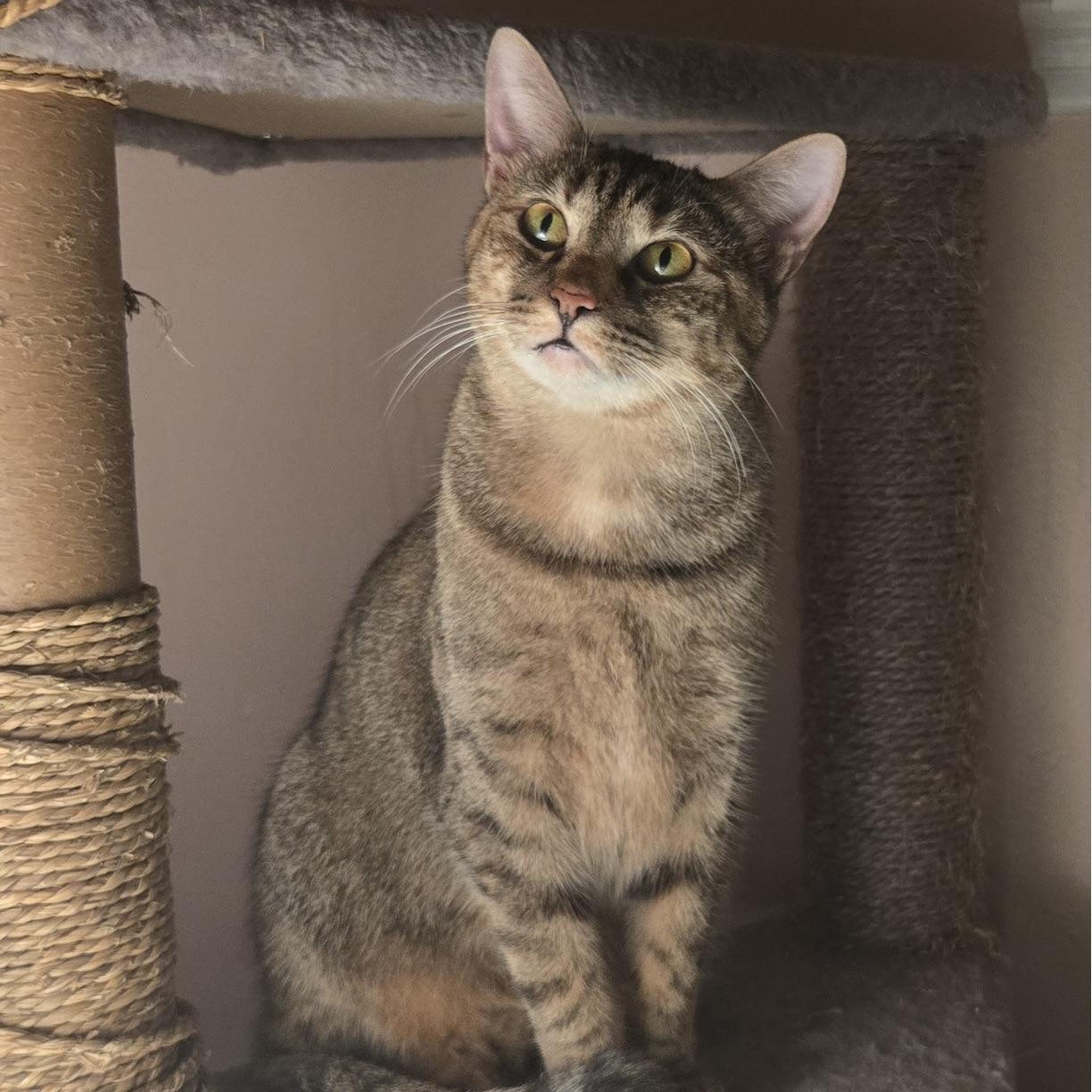 Enlarge Honey, a Adoptable mixed breed in Latham, NY image 2/6