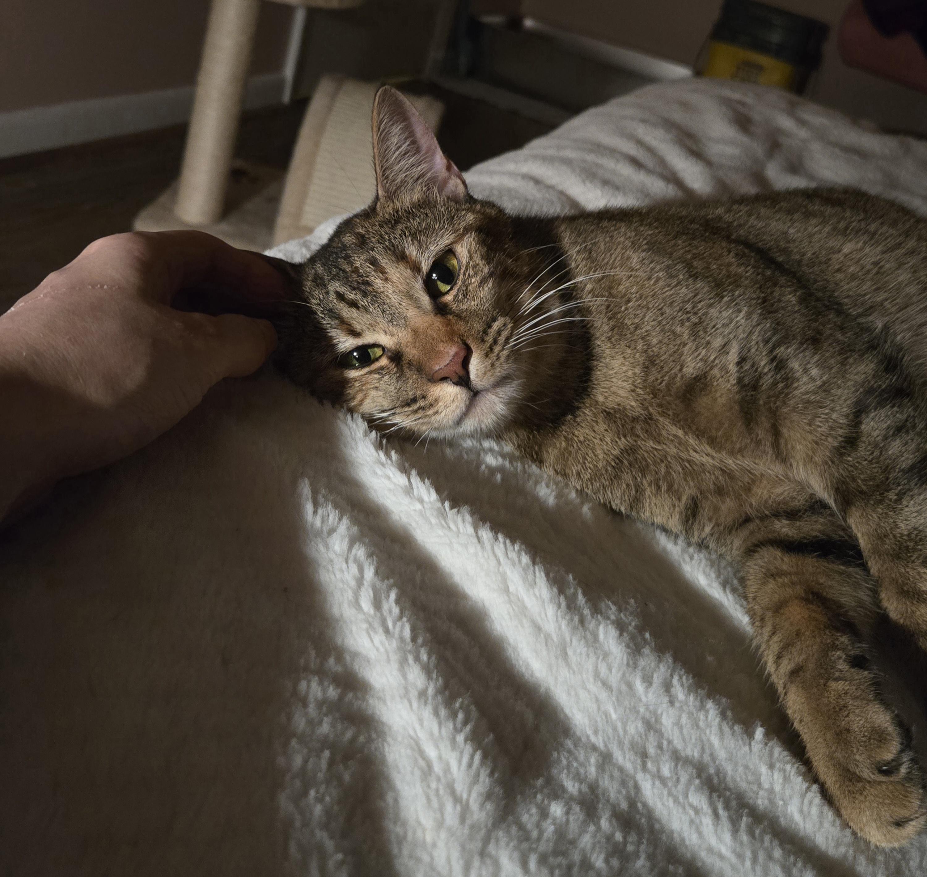 Enlarge Honey, a Adoptable mixed breed in Latham, NY image 3/6