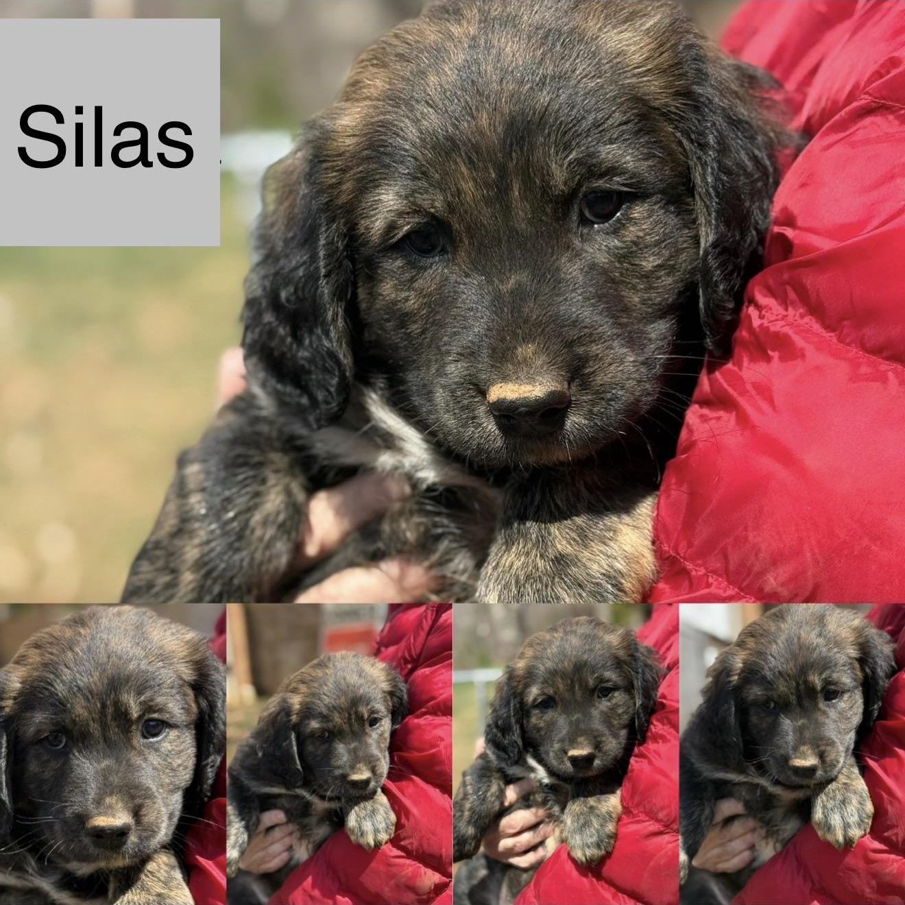 Enlarge Silas (S5M), an adopted mixed breed in Stuart, VA image 1/1