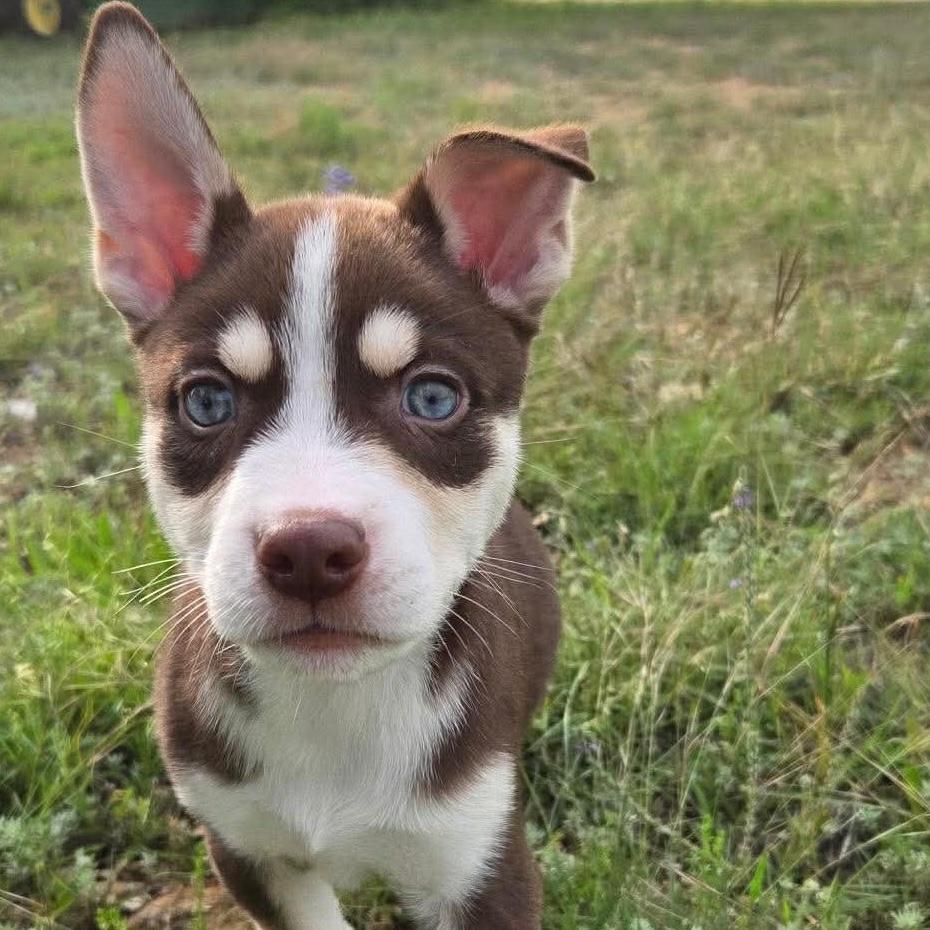 Boone, adopted, Puppy Male Husky & Shepherd.
