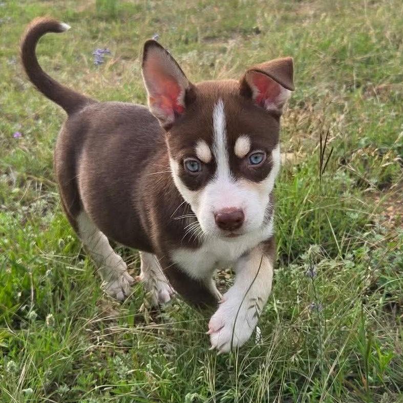 Enlarge Boone, an adopted mixed breed in Waco, TX image 2/2