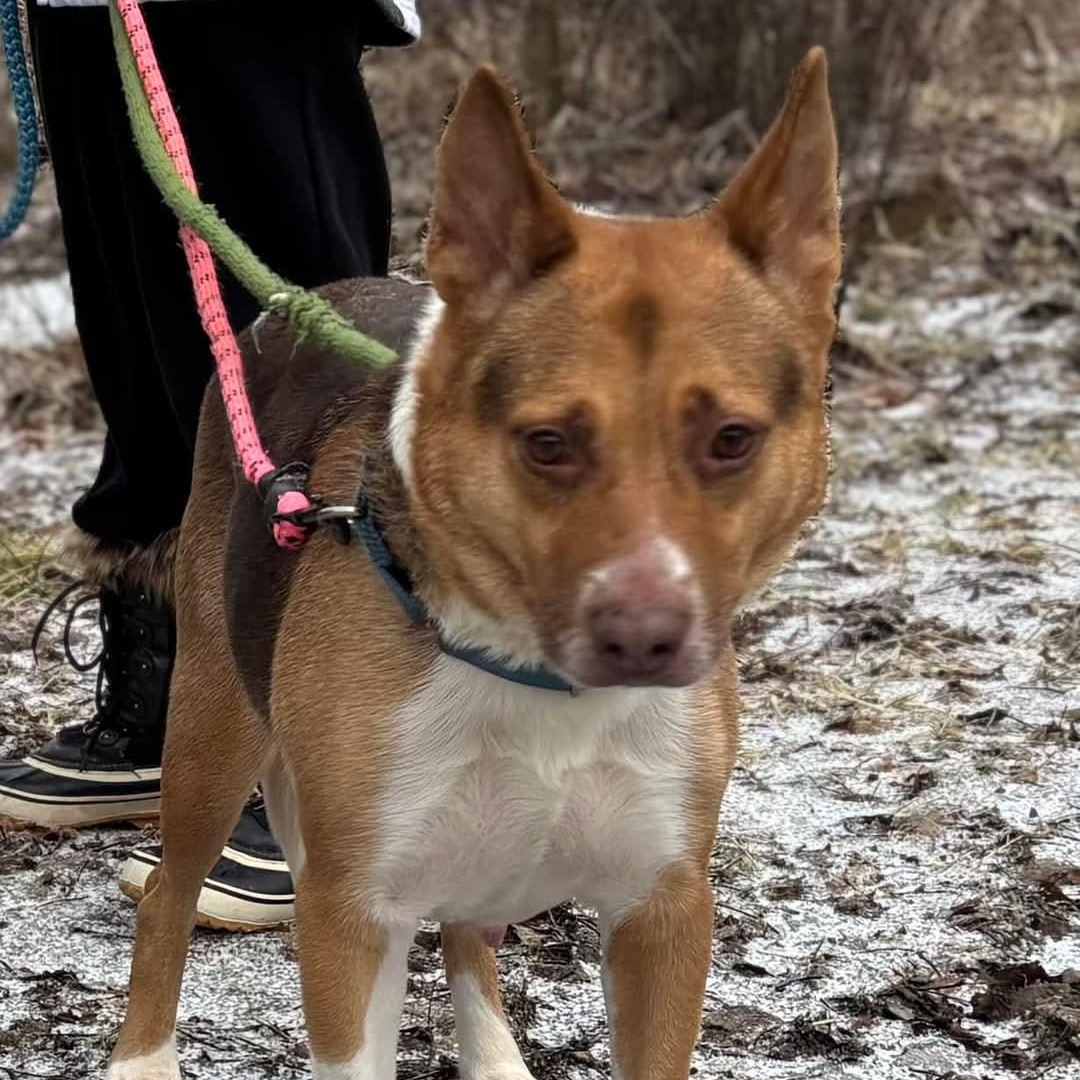 Charlotte & Sophie, a Adoptable mixed breed in Warren, OH image 4/5