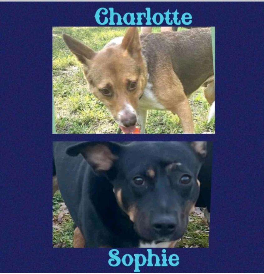 Charlotte & Sophie, a Adoptable mixed breed in Warren, OH image 1/5