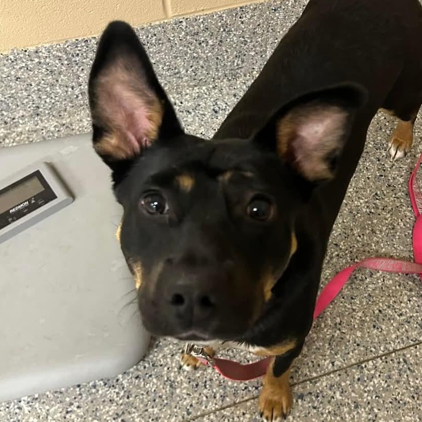 Charlotte & Sophie, a Adoptable mixed breed in Warren, OH image 2/5