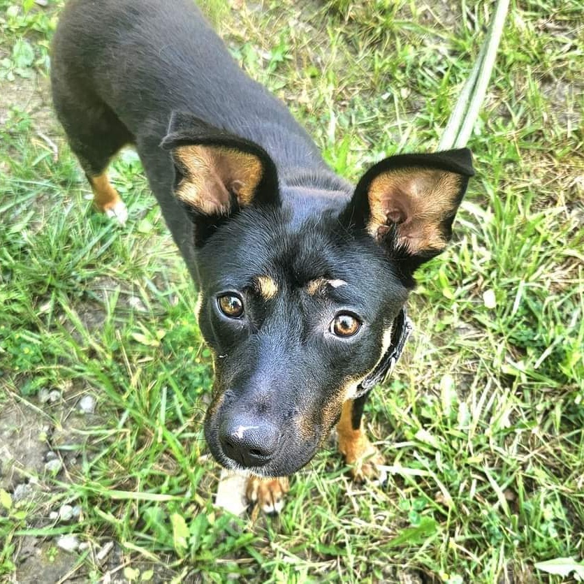 Charlotte & Sophie, a Adoptable mixed breed in Warren, OH image 3/5