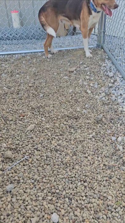 Enlarge Charlotte & Sophie, a Adoptable mixed breed in Warren, OH video 5/5