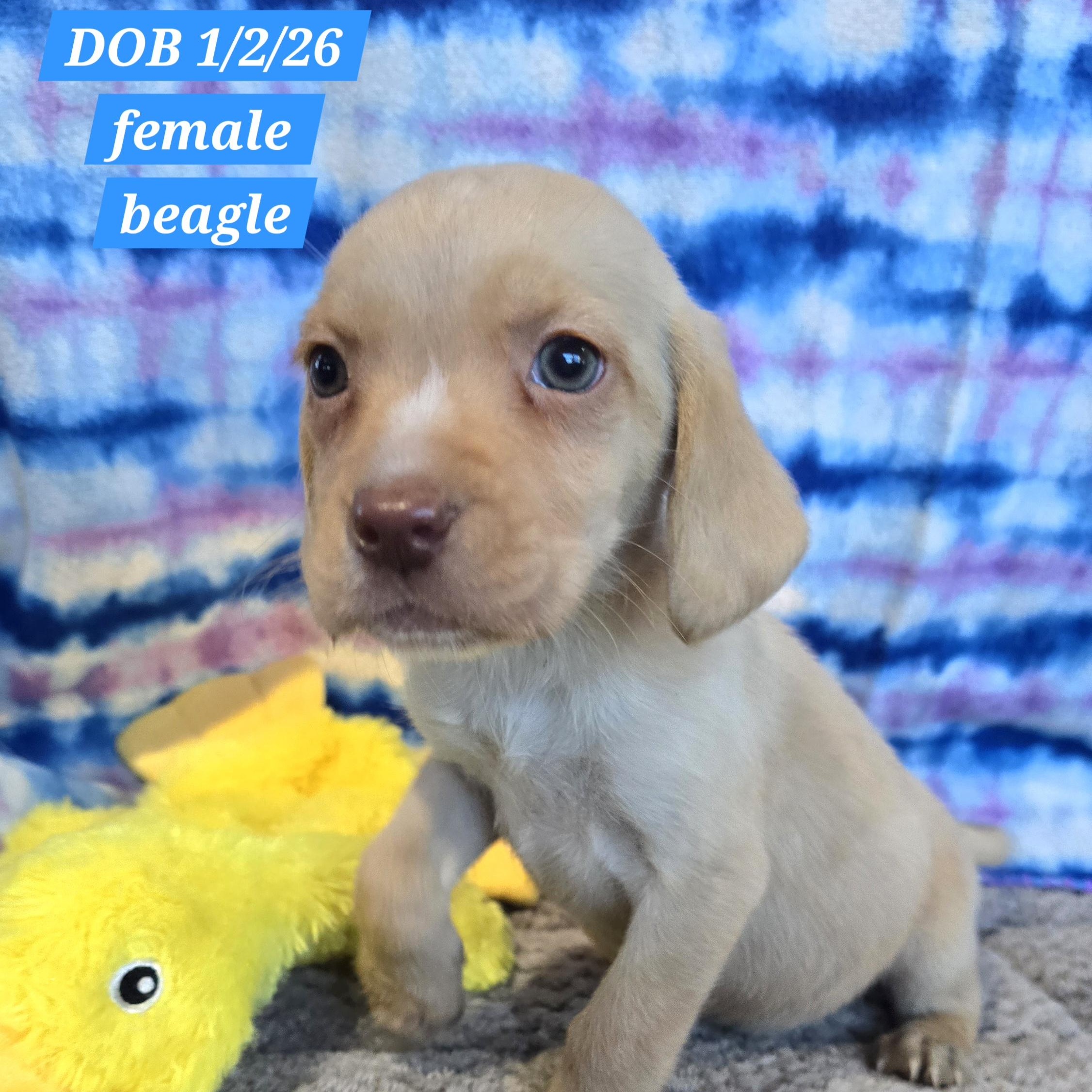 Snuggles, adopted, Puppy Female Beagle.