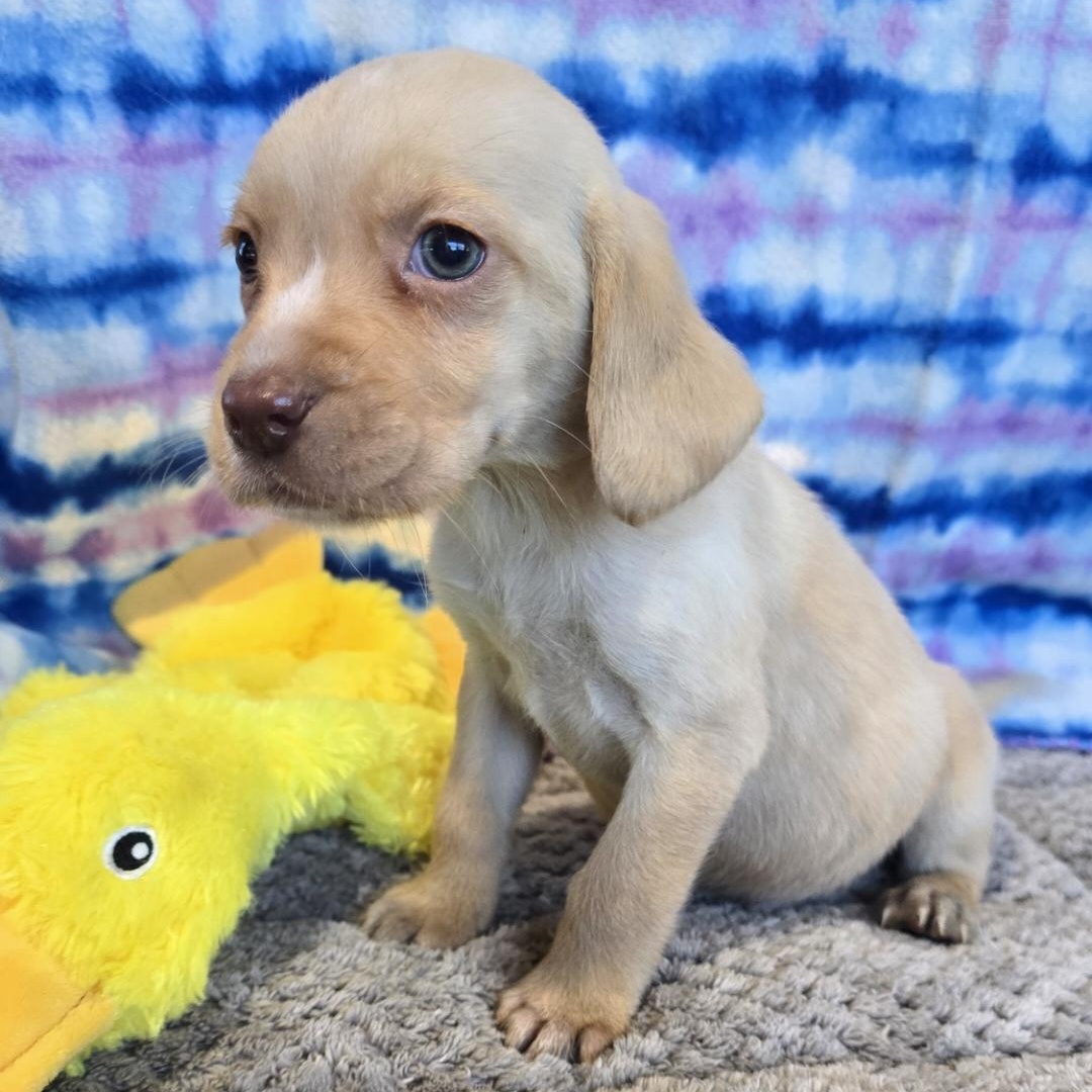 Enlarge Snuggles, an adopted Beagle in Athens, AL image 2/4