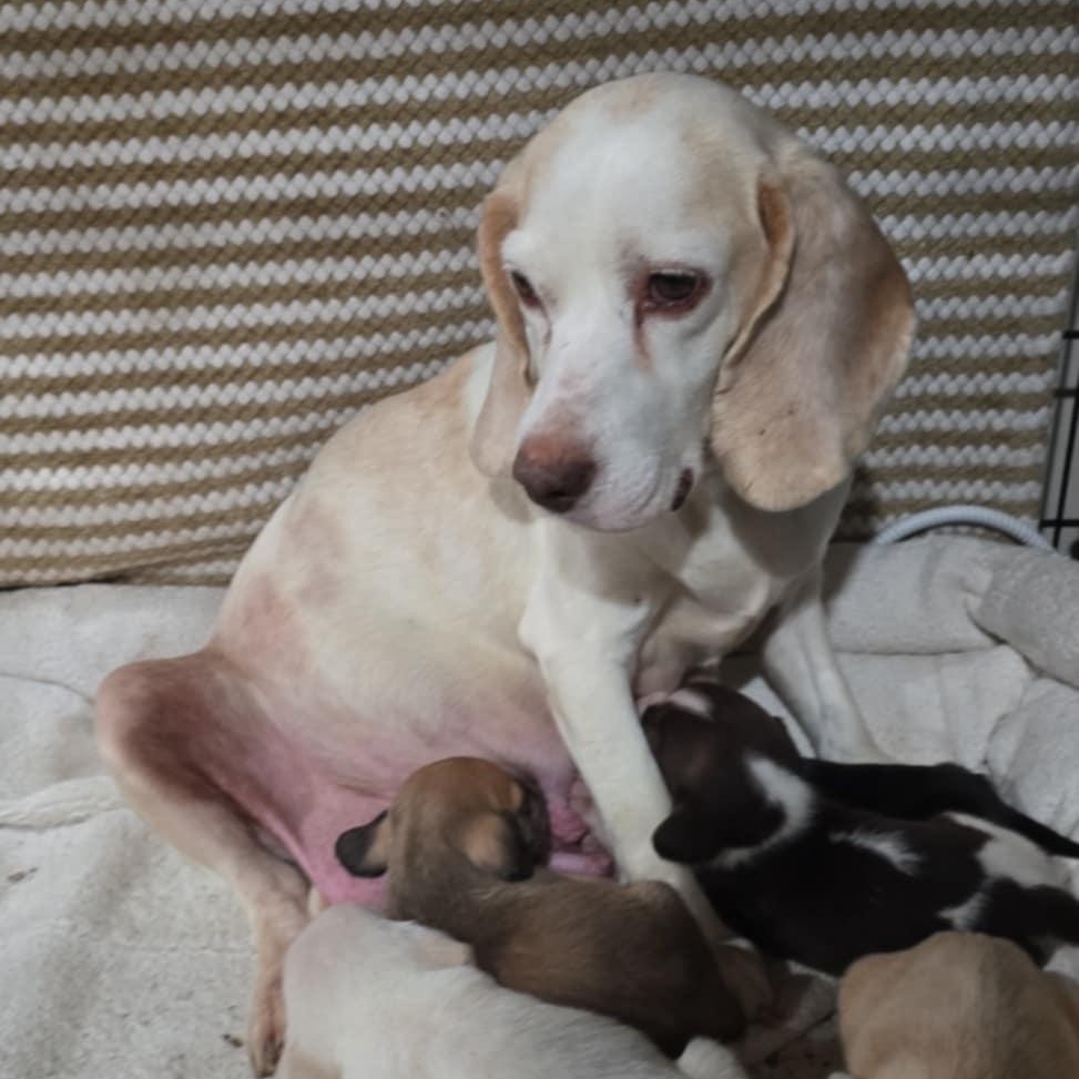 Enlarge Snuggles, an adopted Beagle in Athens, AL image 3/4