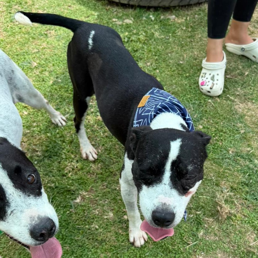 Jack, Adult Male Mixed Breed