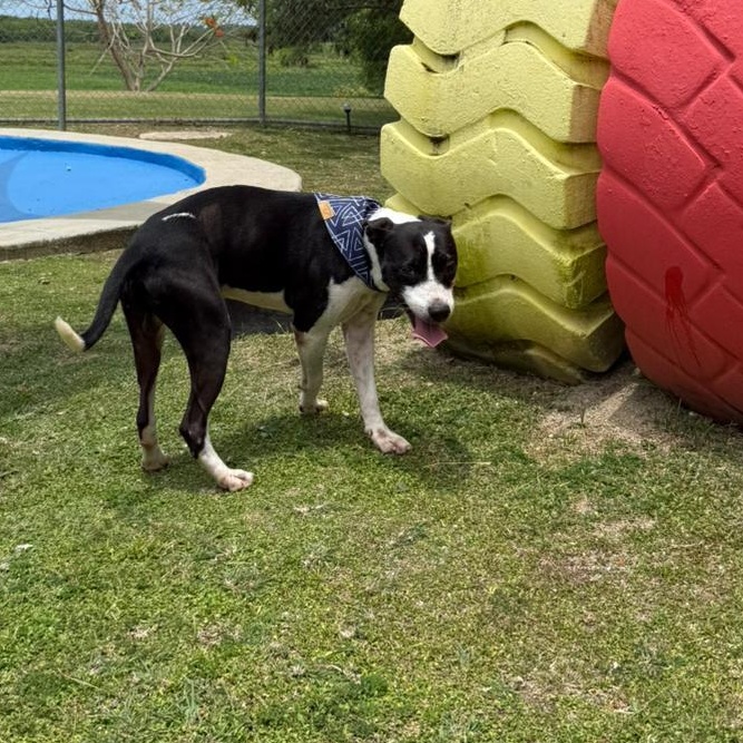 Jack photo 5