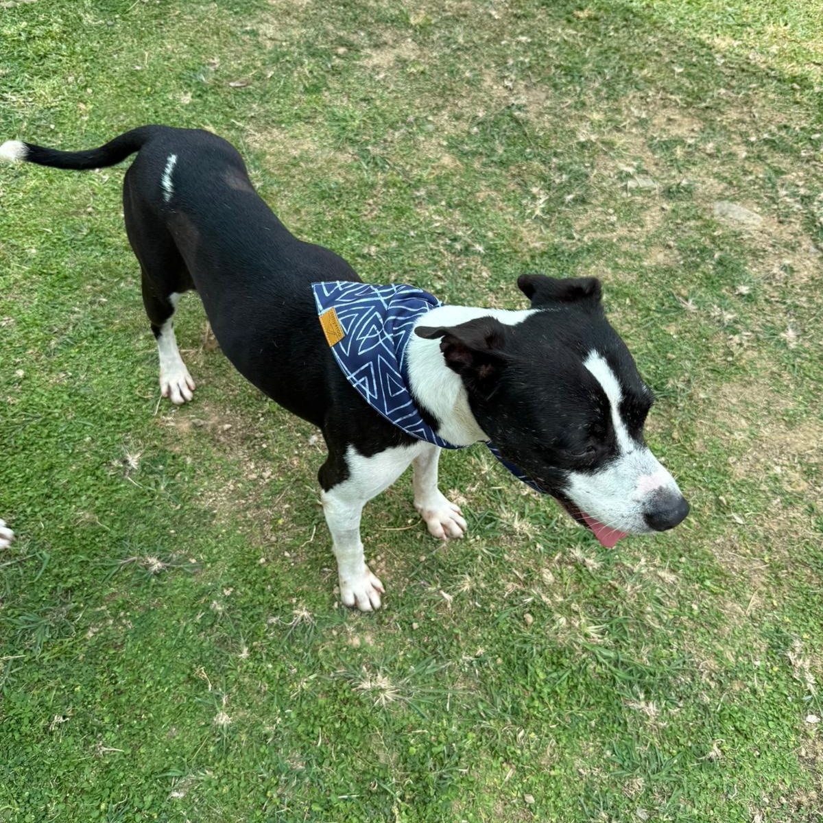 Jack photo 4