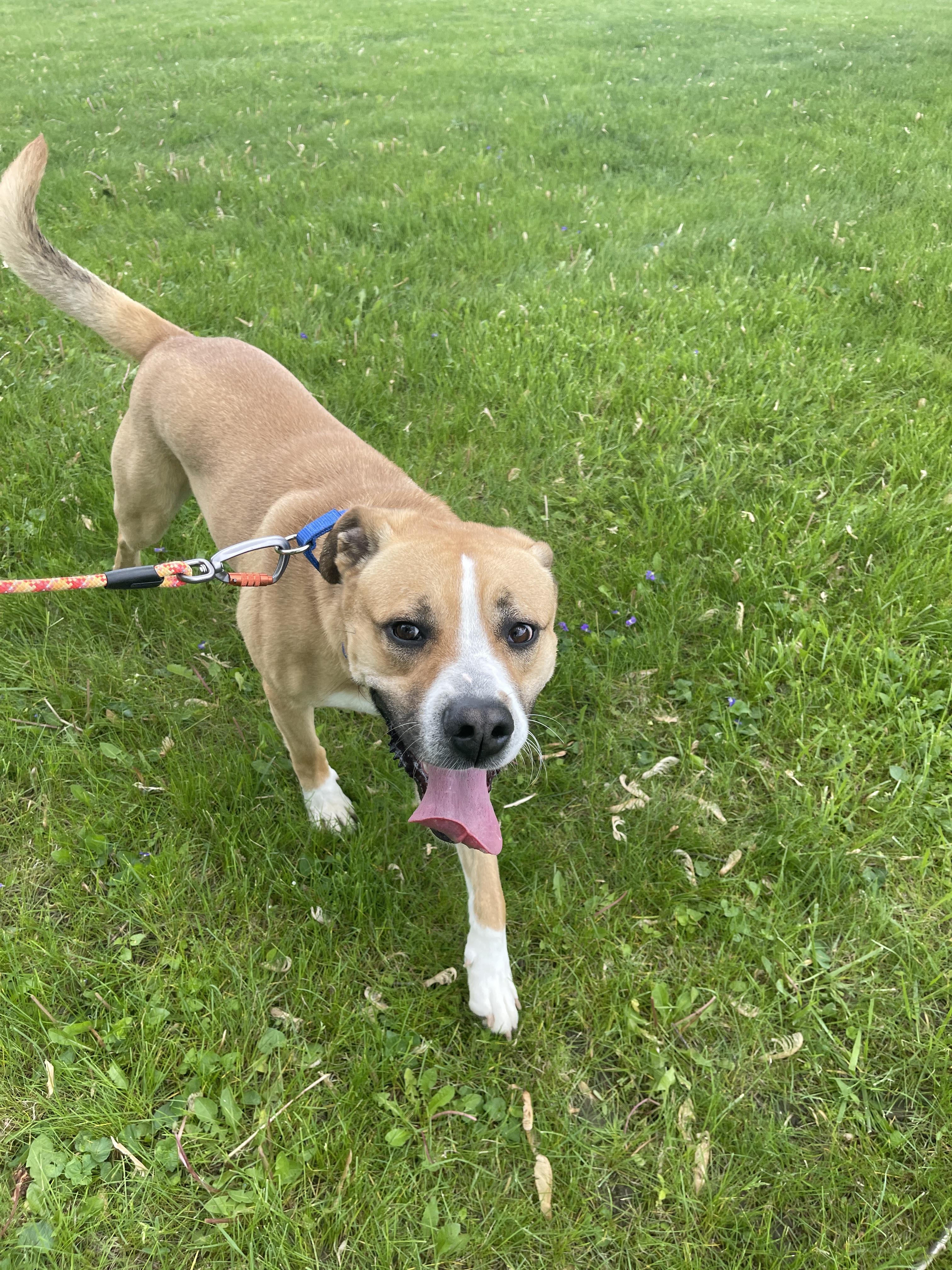 Enlarge Thomas, a Adoptable mixed breed in Lewis Center, OH image 2/6