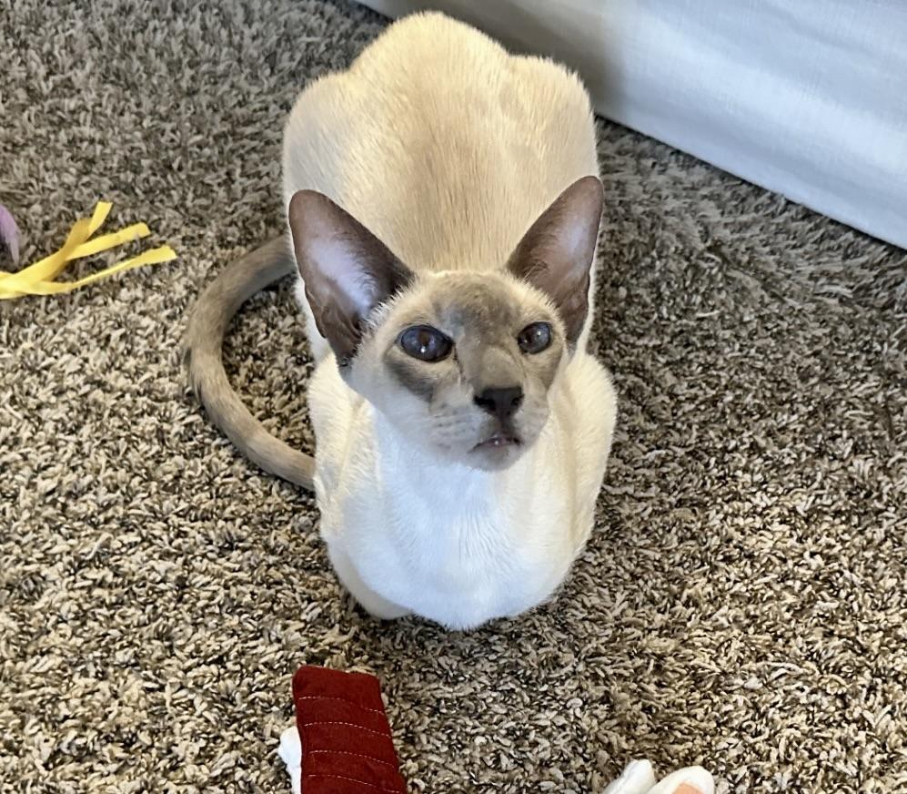 Osiris, Adopted, Adult Male Siamese.