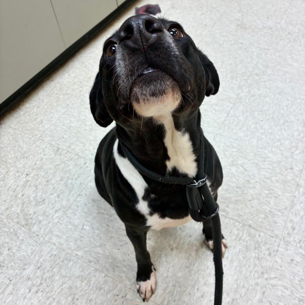 Genevieve 9303 — thumbnail 3