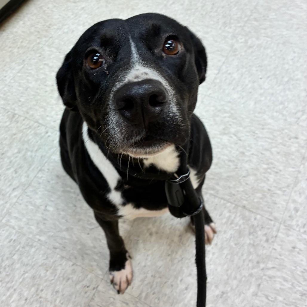 Genevieve 9303 — thumbnail 5