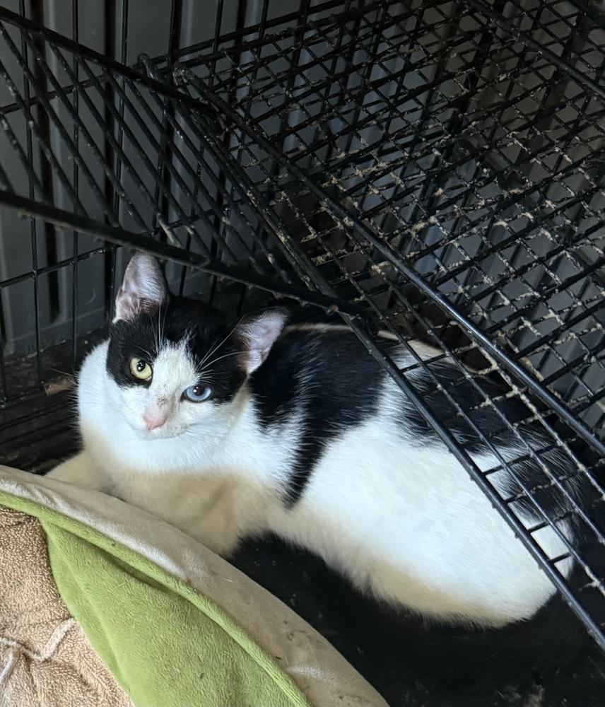 Enlarge Bright Eyes SC, a Adoptable Domestic Short Hair in Greenville, SC image 1/1