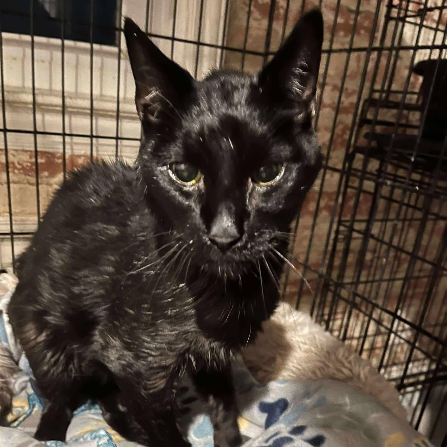 Enlarge Jason (super senior), a ADOPTABLE Domestic Short Hair image 1/1