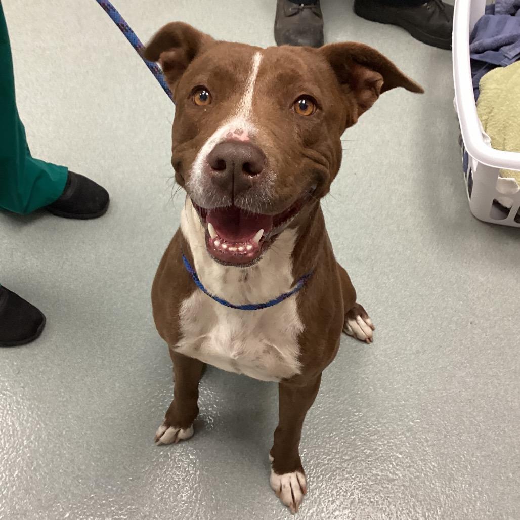 Jayla, Adoptable, Adult Female Pit Bull Terrier.