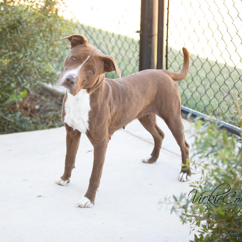 Enlarge Jayla, a Adoptable Pit Bull Terrier in Abilene, TX image 2/3
