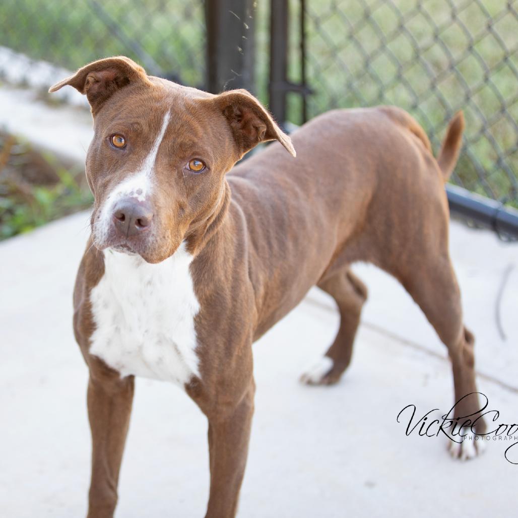 Enlarge Jayla, a Adoptable Pit Bull Terrier in Abilene, TX image 3/3