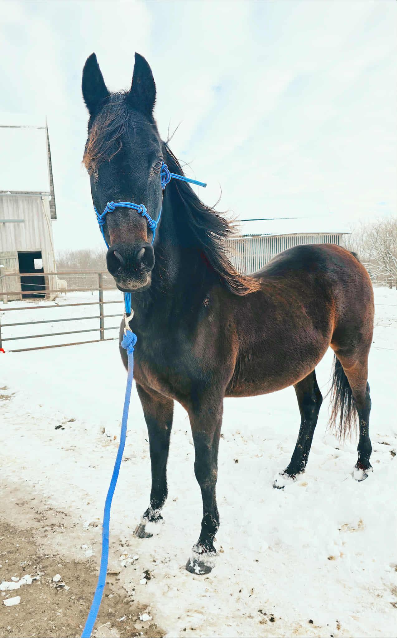 Enlarge Ray Ray, a ADOPTABLE Arabian in Upper Sandusky, OH image 1/1