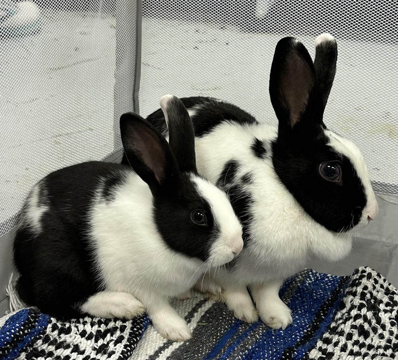 Mr. Cellophane, Adoptable, Baby Male American.