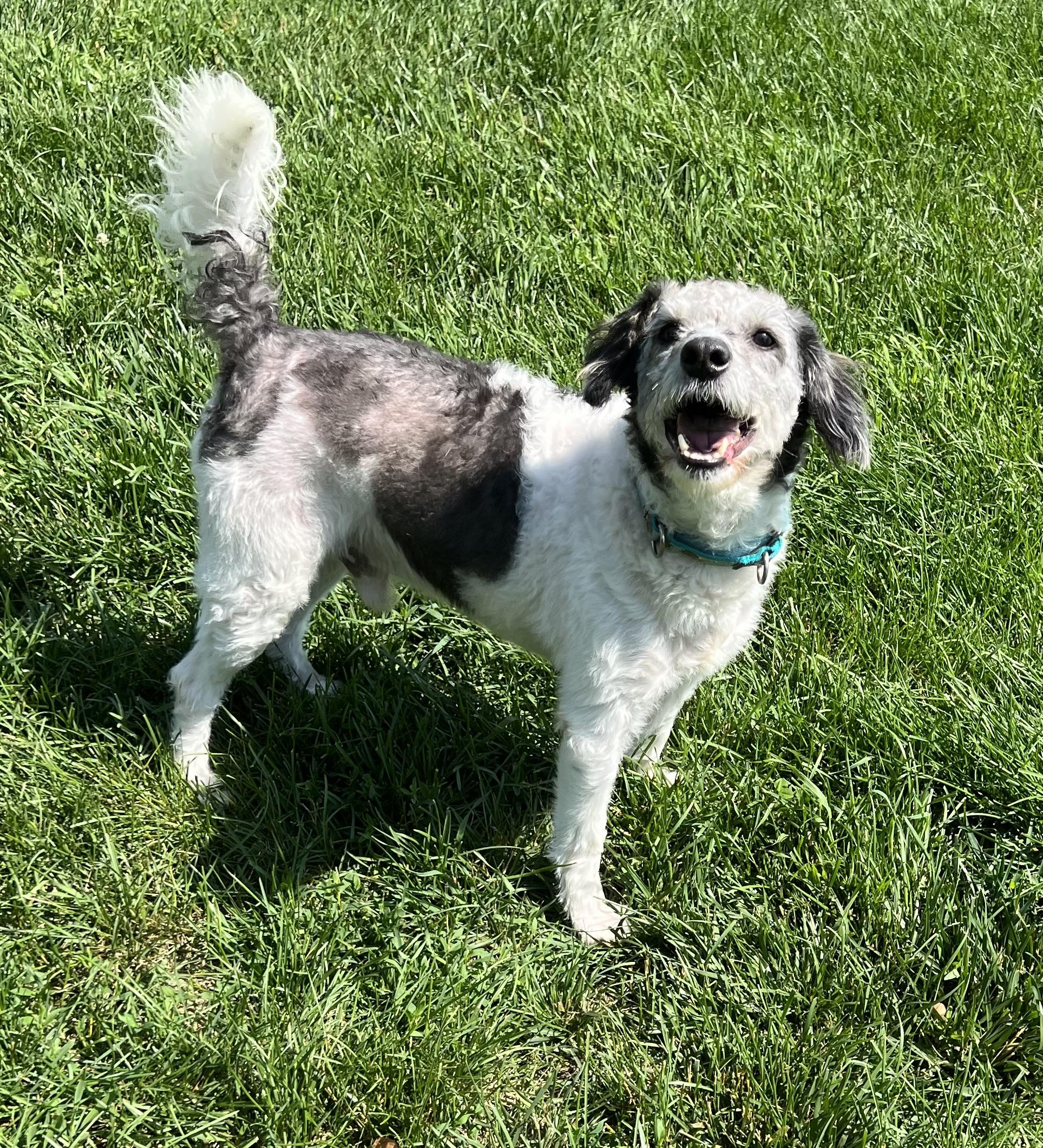 Enlarge WILBY, a Adopted mixed breed in Belmont, NY image 5/5