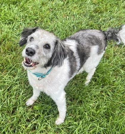 Enlarge WILBY, a Adopted mixed breed in Belmont, NY image 3/5