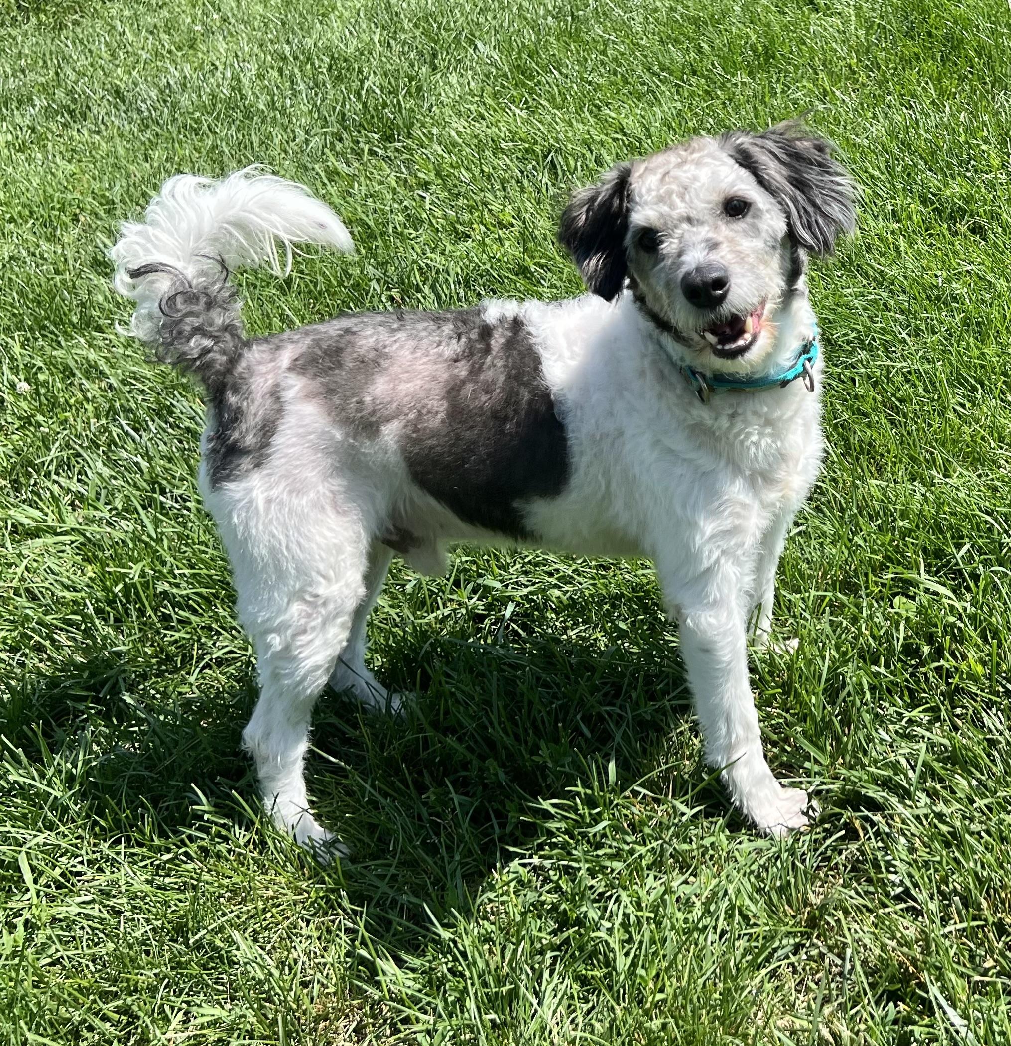 Enlarge WILBY, a Adopted mixed breed in Belmont, NY image 2/5