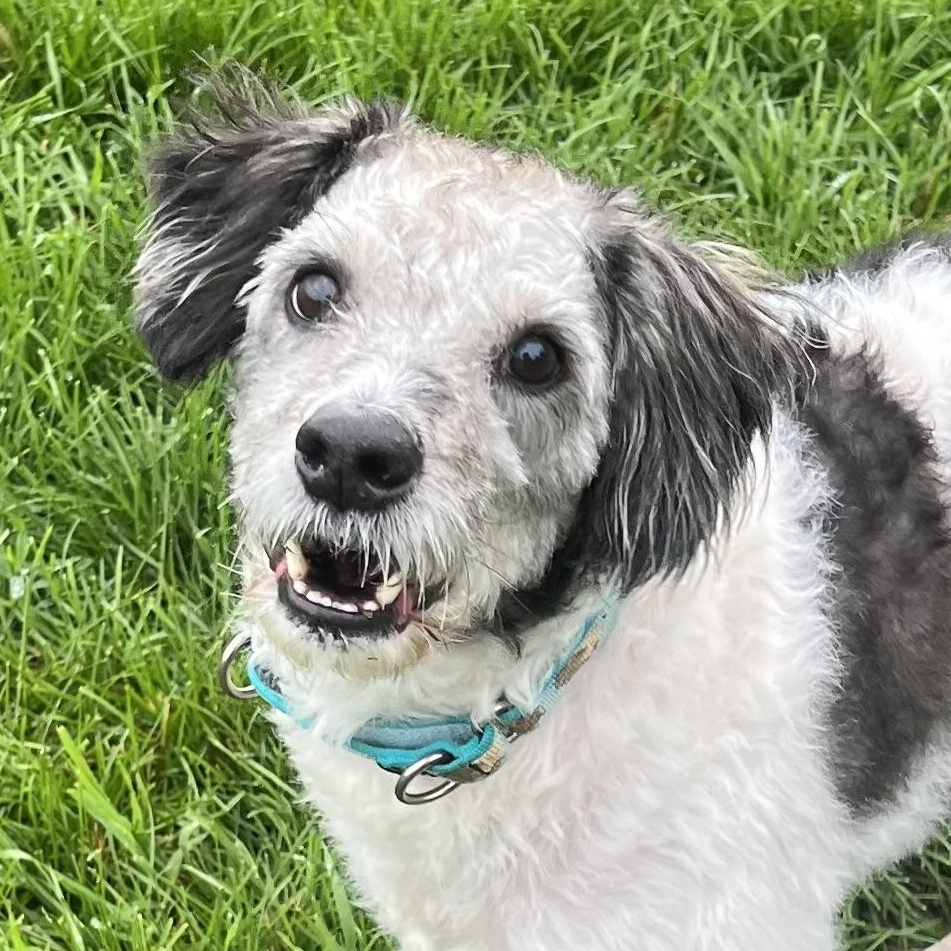 WILBY, Adopted, Adult Male Poodle & Terrier.
