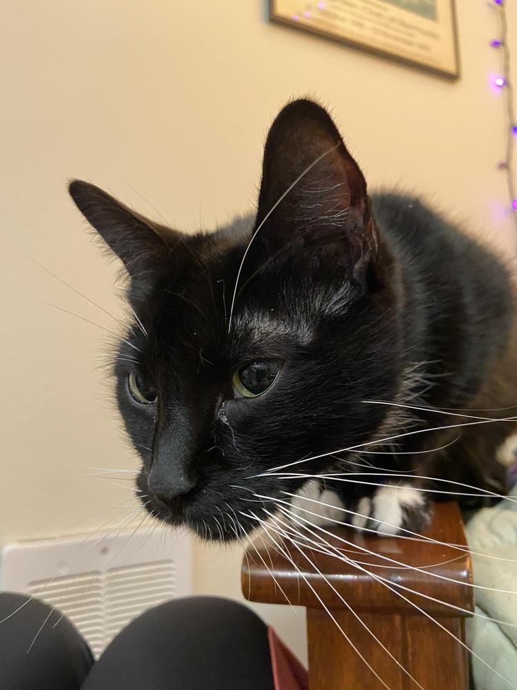 Enlarge Patchouli, a Adoptable Domestic Short Hair in Bellingham, WA image 1/3