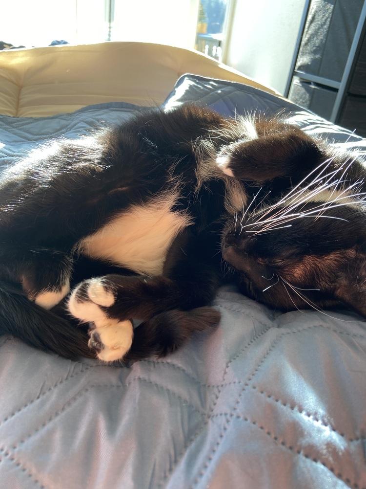Enlarge Patchouli, a Adoptable Domestic Short Hair in Bellingham, WA image 2/3