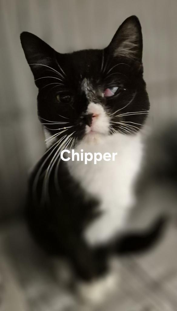 Chipper, Adopted, Young Male Domestic Short Hair.